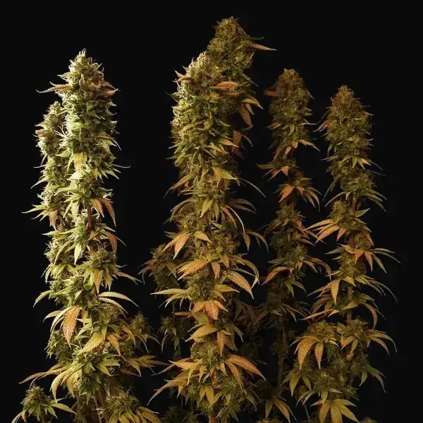 Power Flower — zdjęcie 4