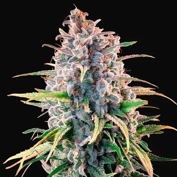Power Flower — zdjęcie 7