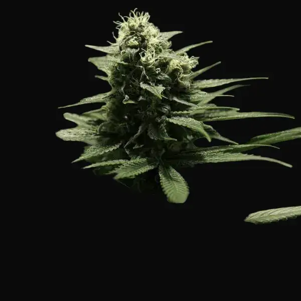 Power Flower — zdjęcie 9