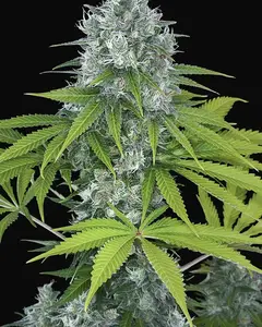 Power Kush