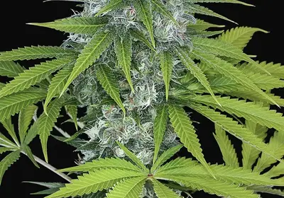 Power Kush