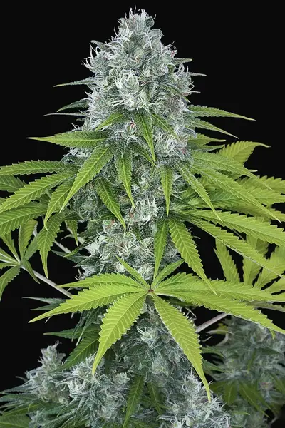 Power Kush