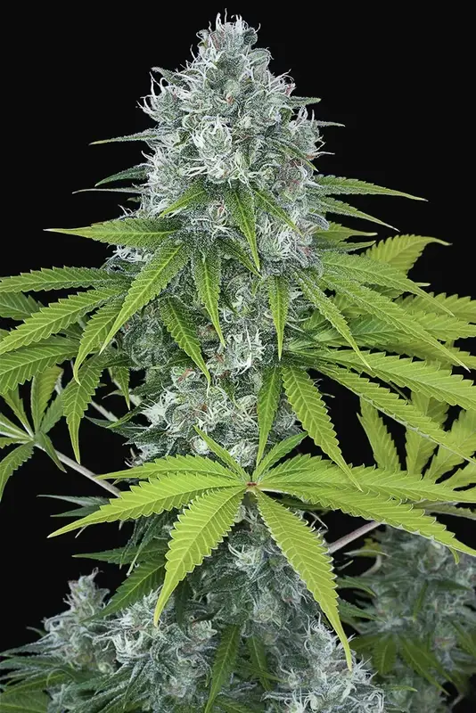 Power Kush