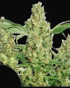 Power Plant