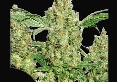 Power Plant