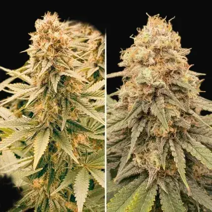 Power Plant — zdjęcie 4