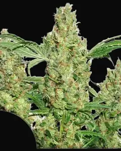 Power Plant Regular