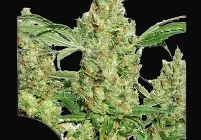 Power Plant Regular