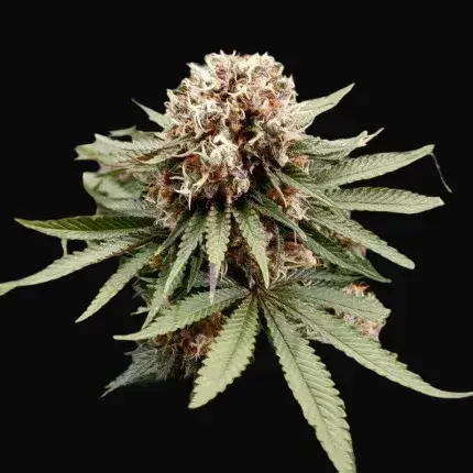 Power Plant Regular — zdjęcie 5