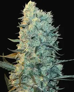 Power Plant