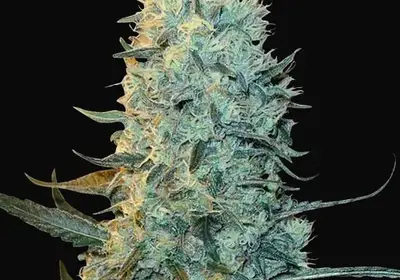 Power Plant