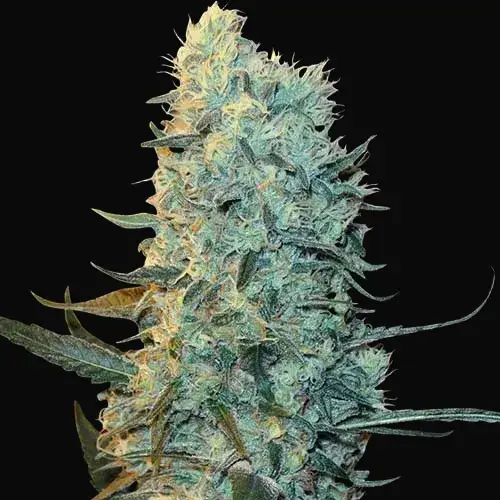 Power Plant