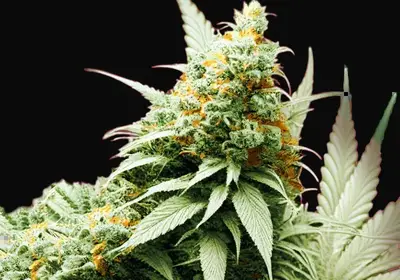 Pre-99 Big Bud