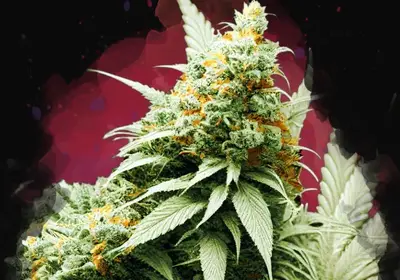 Pre-99 Big Bud