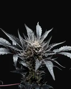 Professor Chaos Auto