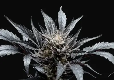 Professor Chaos Auto