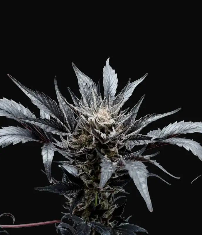 Professor Chaos Auto