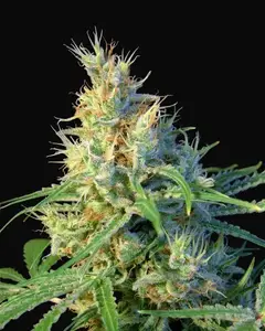 Psicodelicia