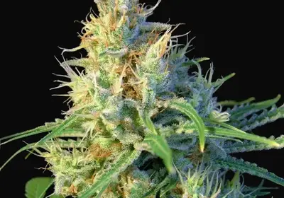 Psicodelicia