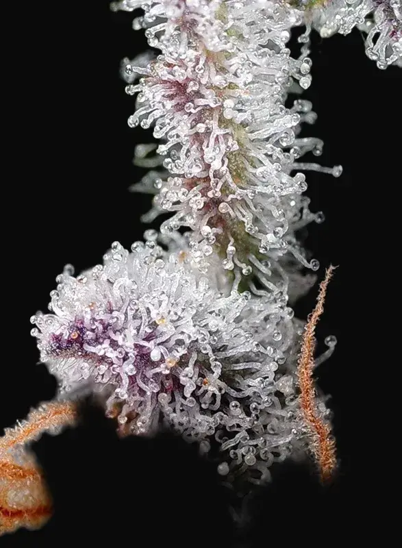 Psicodelicia — zdjęcie 2