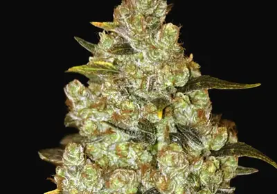 Psychedelic