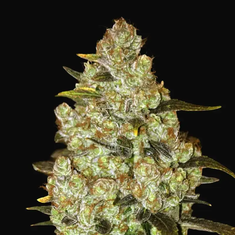 Psychedelic