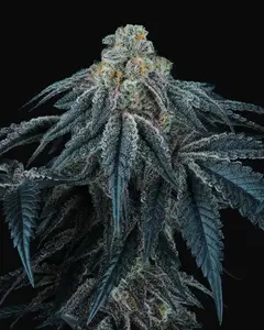 Puff Mints