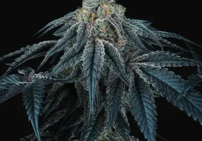 Puff Mints