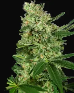 Pumpkin Spice Feminized