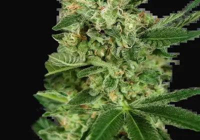 Pumpkin Spice Feminized