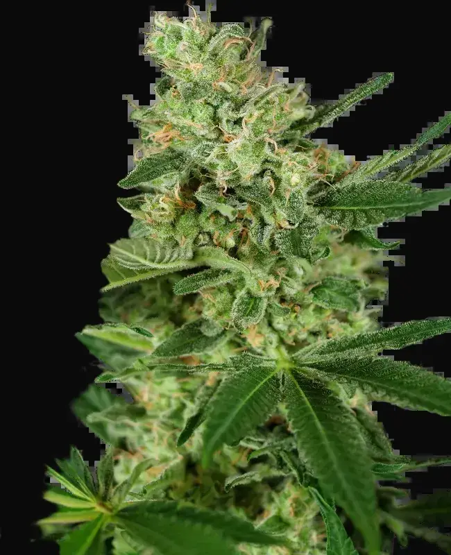 Pumpkin Spice Feminized