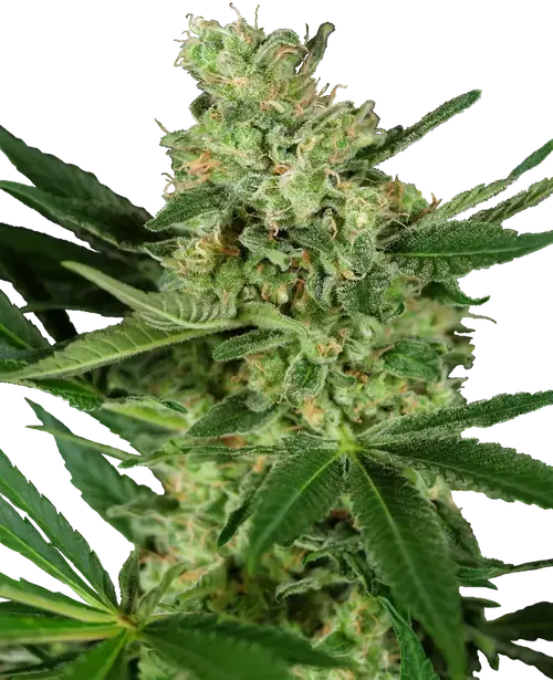 Pumpkin Spice Feminized