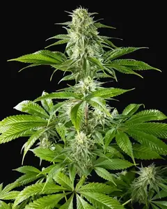 Pure CBD Punch