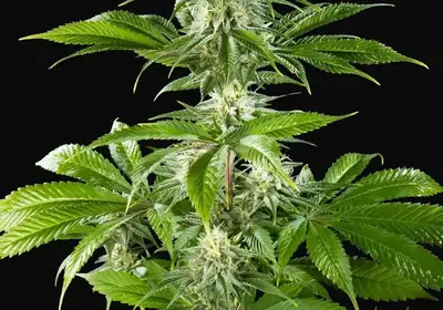 Pure CBD Punch