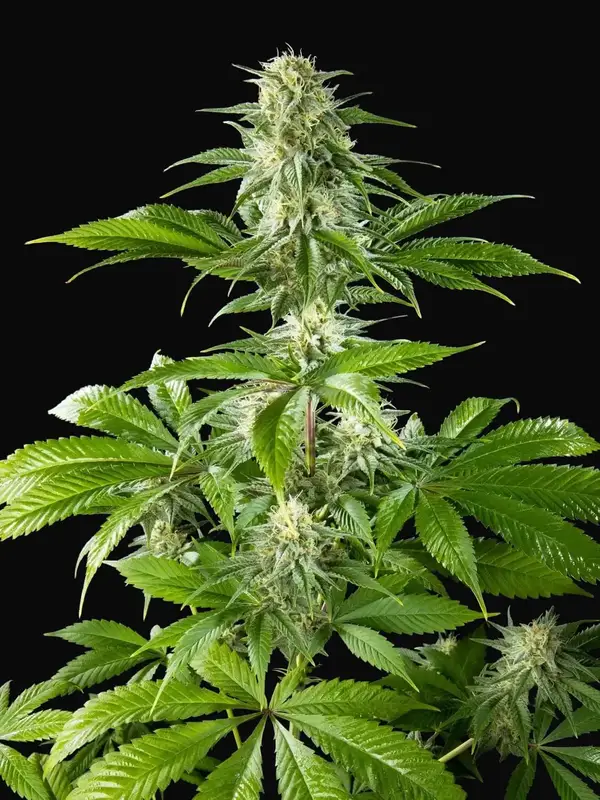 Pure CBD Punch