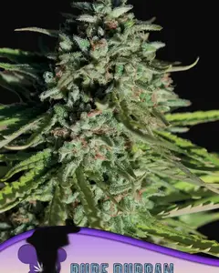 Pure Durban