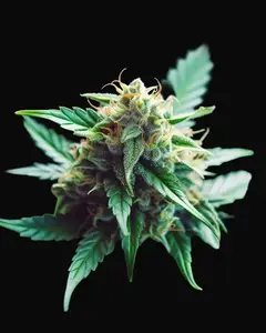 Pure Gelato
