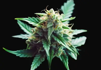 Pure Gelato