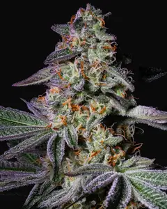 Pure Glitter