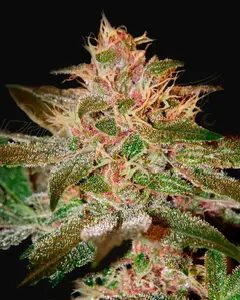 Pure Kush