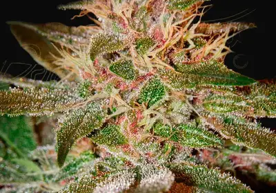 Pure Kush