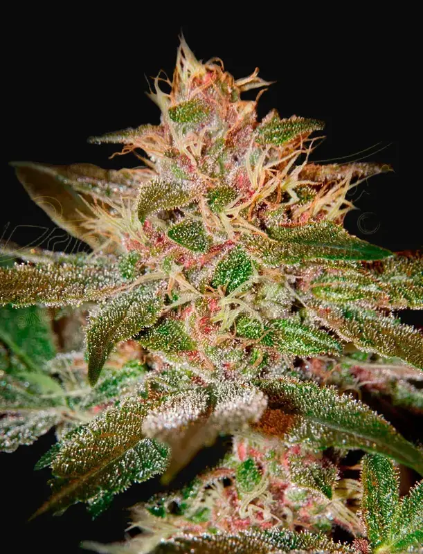 Pure Kush