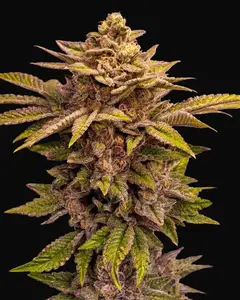 Pure Lemon Cherry