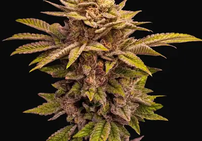 Pure Lemon Cherry