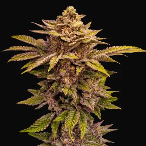 Pure Lemon Cherry