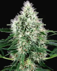 Pure Power Plant Automatic