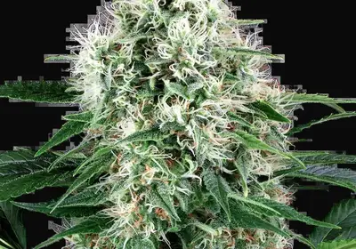 Pure Power Plant Automatic