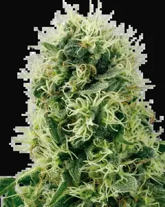 Pure Power Plant Feminized