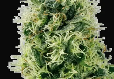 Pure Power Plant Feminized