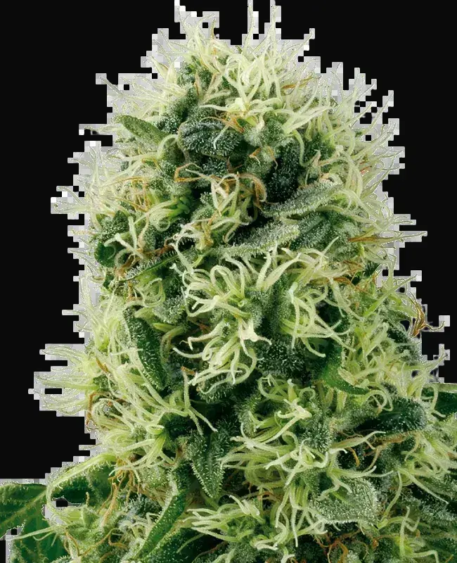 Pure Power Plant Feminized